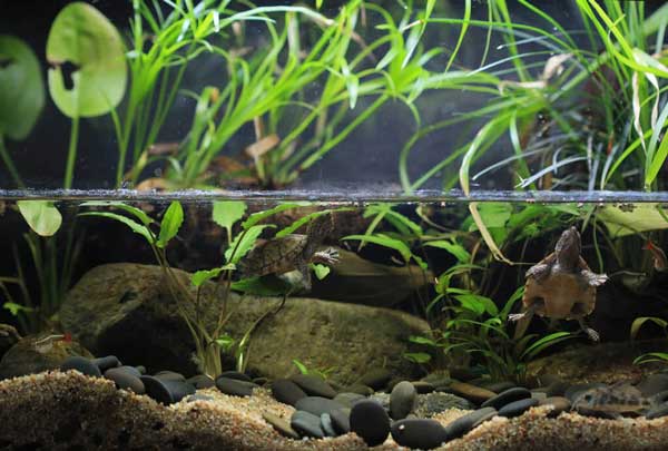 How to set up a musk turtle tank