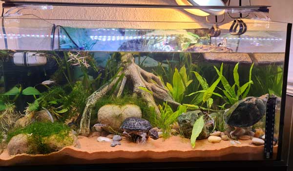 How to set up a musk turtle tank