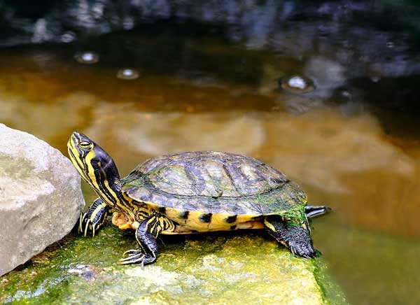How to set up a yellow-bellied slider tank