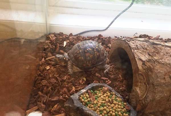 How to set up an indoor box turtle enclosure