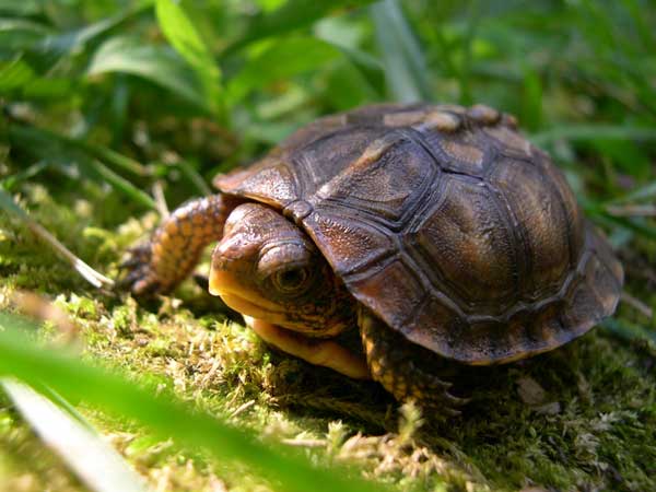 How to set up an indoor box turtle habitat