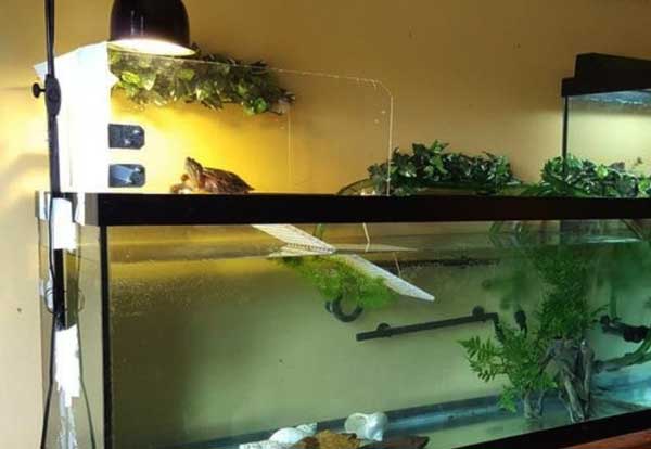 How to set up an indoor painted turtle tank