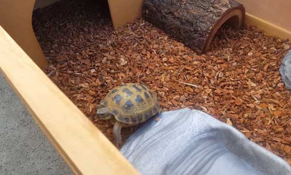 How to set up an outdoor box turtle enclosure