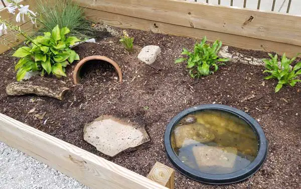 How to set up an outdoor box turtle habitat