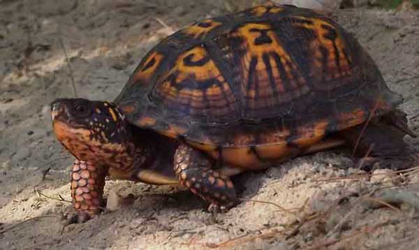 How to tell how old a turtle is by its shell