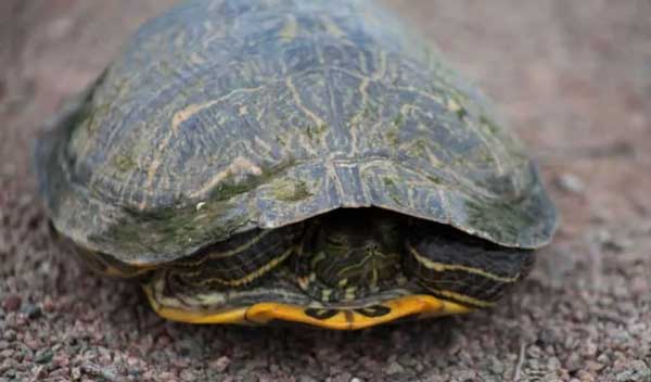 How to tell if your red-eared slider is hibernating or dead