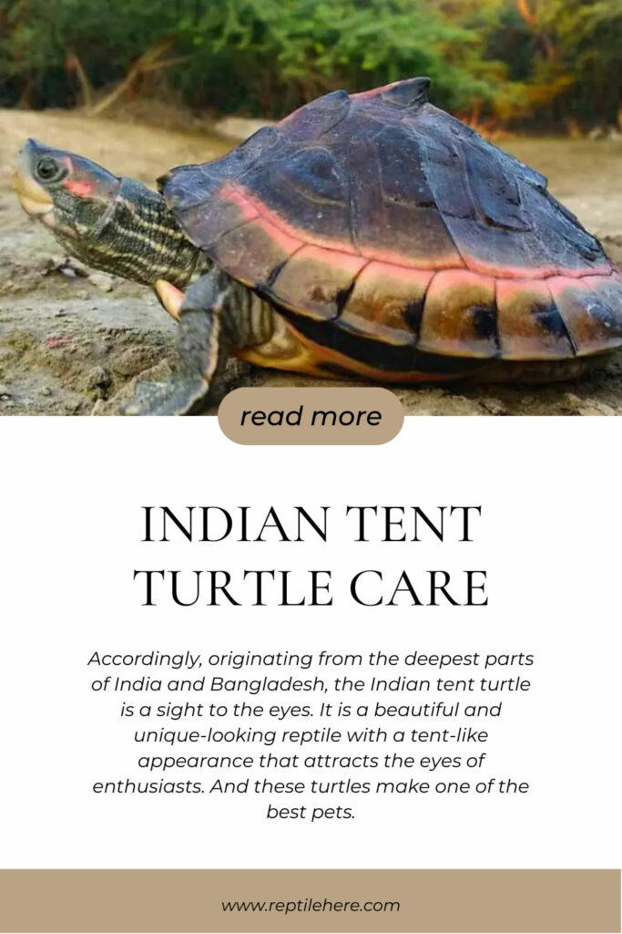 Indian Tent Turtle Care