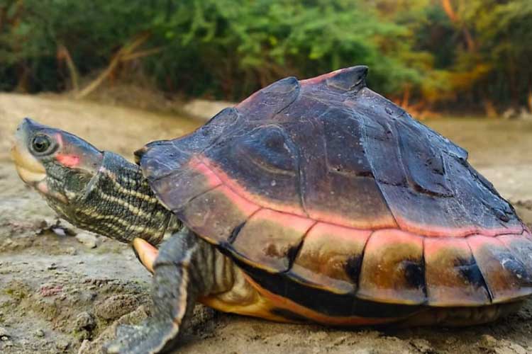 Everything You Need To Know About Indian Tent Turtle Care