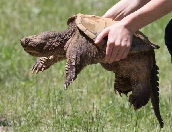 Is It Safe To Handle A Snapping Turtle