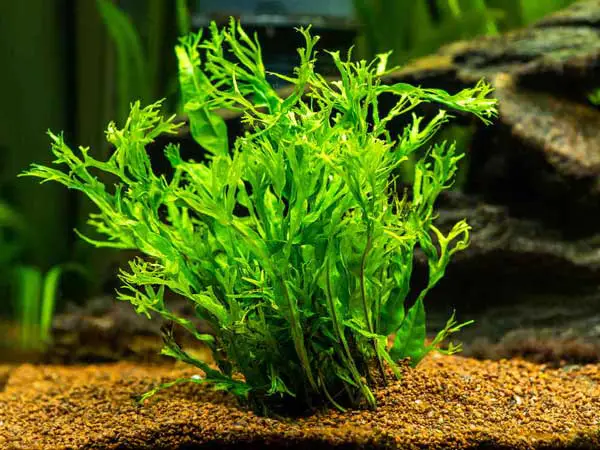 Is Java Fern Safe For Turtles