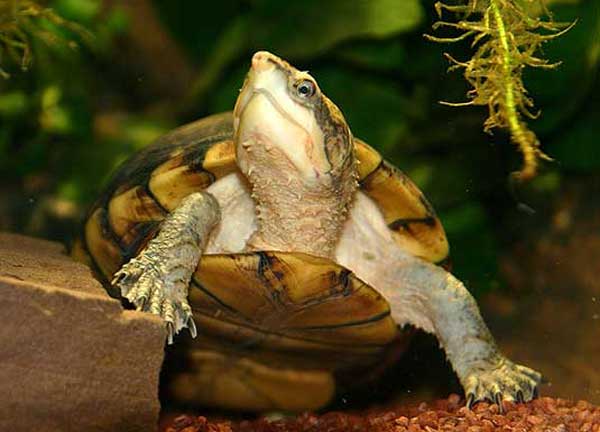 Is it Easy to Take Care of White Lipped Mud Turtles