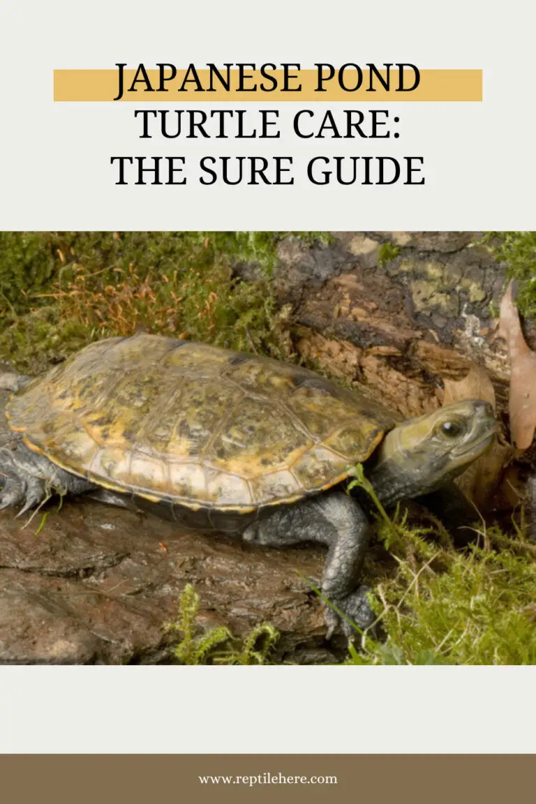 Japanese Pond Turtle Care The Sure Guide