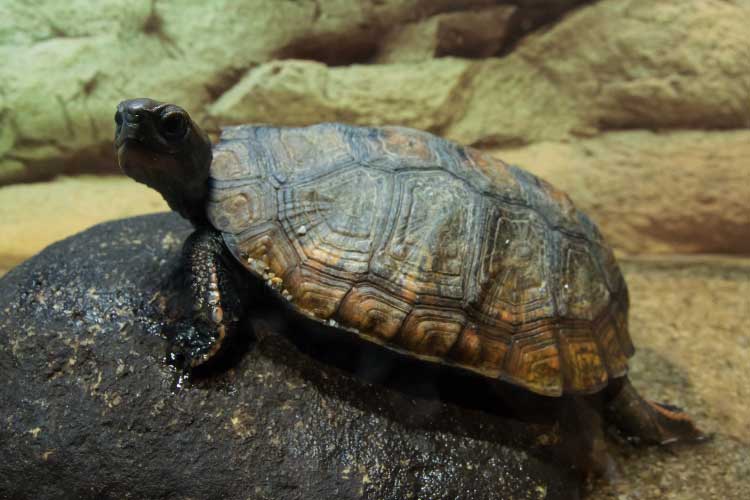 Japanese Pond Turtle Care: The Sure Guide