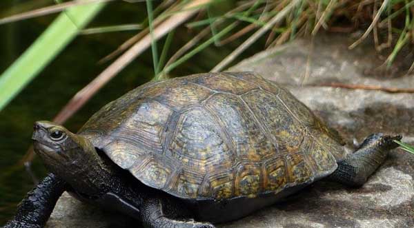 Japanese Pond Turtle