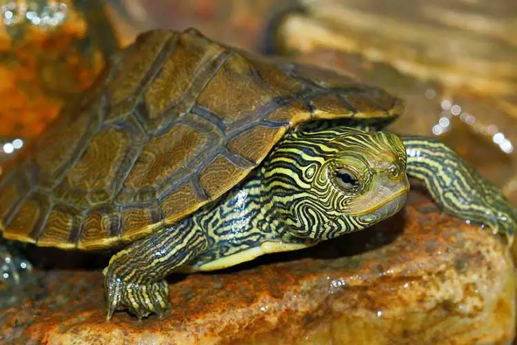 Map Turtle Habitat: How to Setup an Indoor Enclosure?