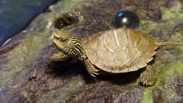 A Map Turtle Tank