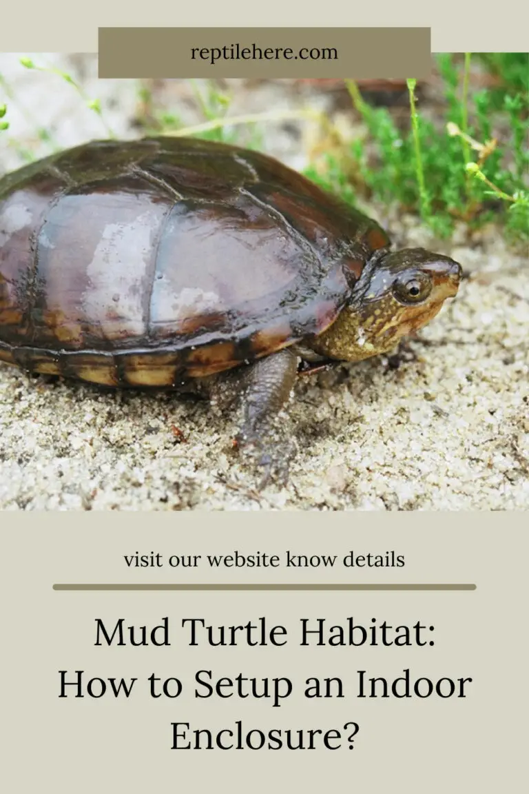 Mud Turtle Habitat: How to Setup an Indoor Enclosure?