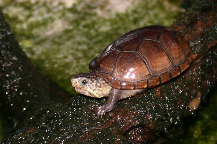 Mud Turtle Habitat