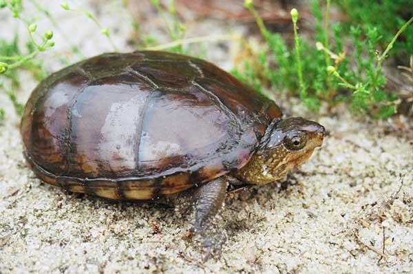 Mud Turtle Tank Size