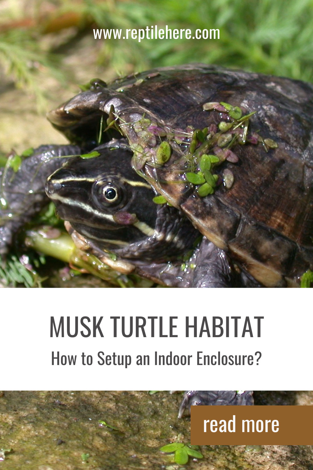 Musk Turtle Habitat How to Setup an Indoor Enclosure?