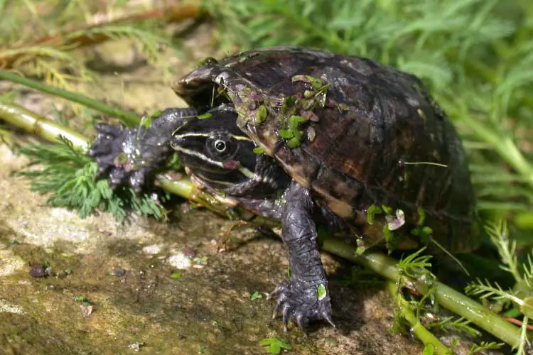 Musk Turtle Habitat