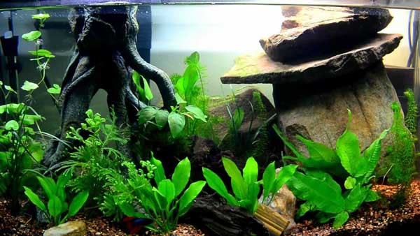 Musk Turtle Tank