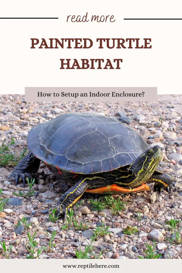 Painted Turtle Habitat: How to Setup an Indoor Enclosure?