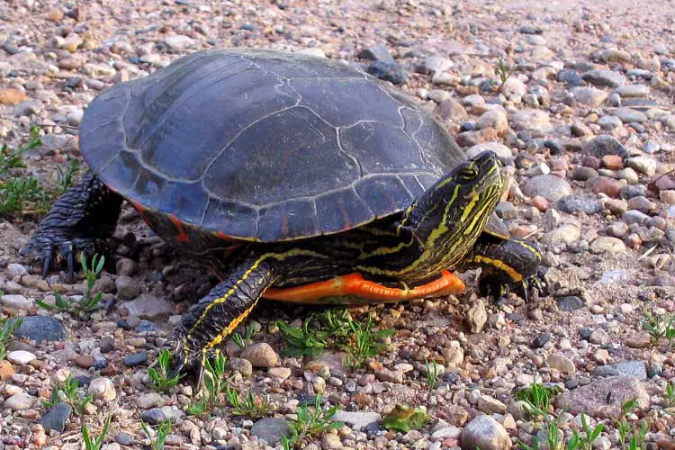 Painted Turtle Habitat