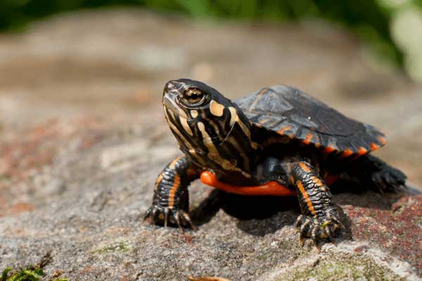 Painted Turtle Tank Basking Dock