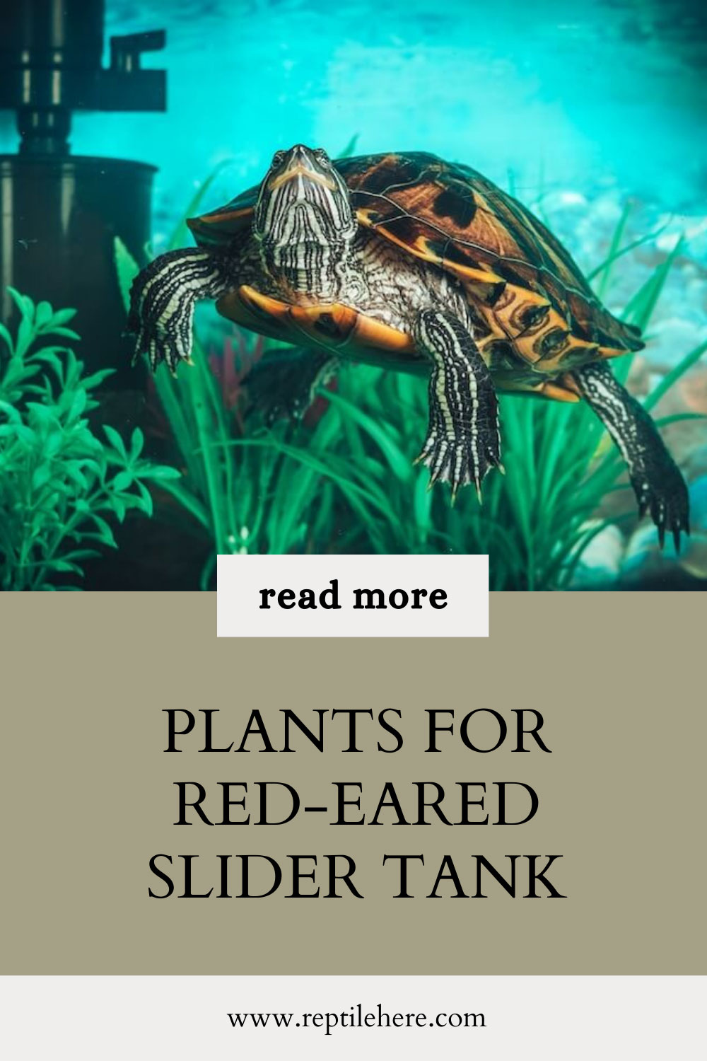 Plants For RedEared Slider Tank