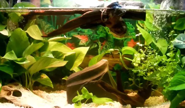 Plants For Red-Eared Slider Tank