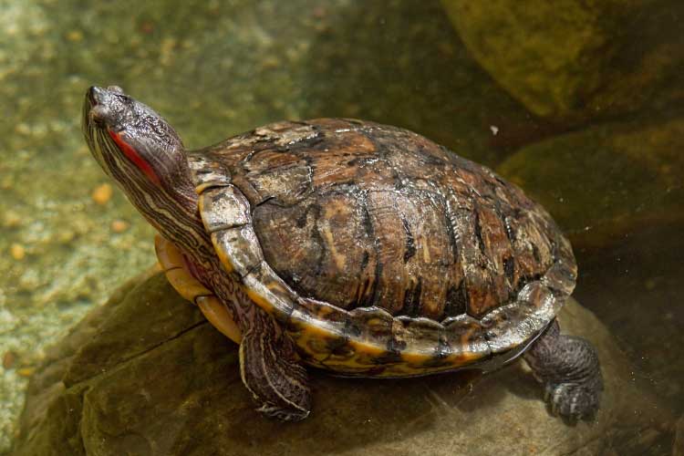 Red-Eared Slider Died Suddenly