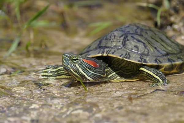 Red Eared Slider Diet