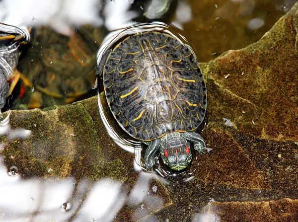 Red-Eared Slider Drowning