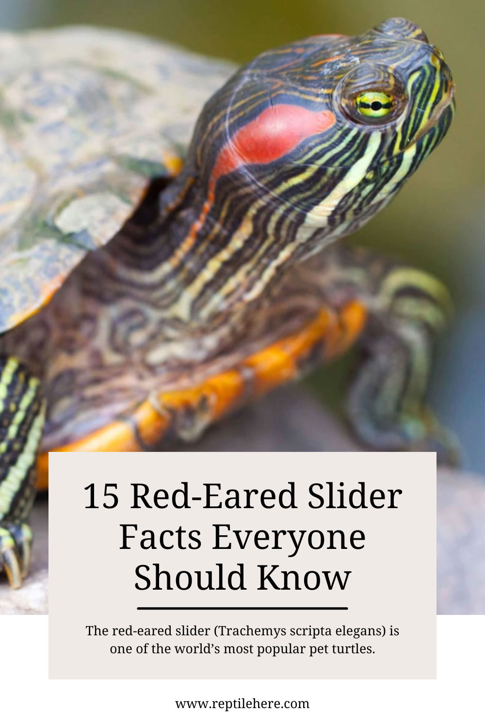 15 Red-Eared Slider Facts Everyone Should Know