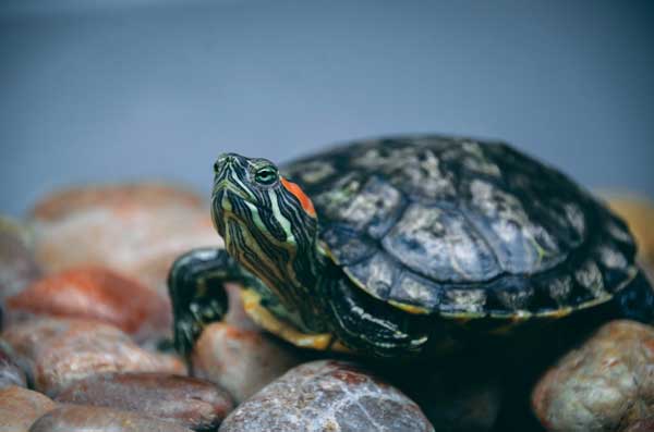 Red-eared slider life expectancy in captivity