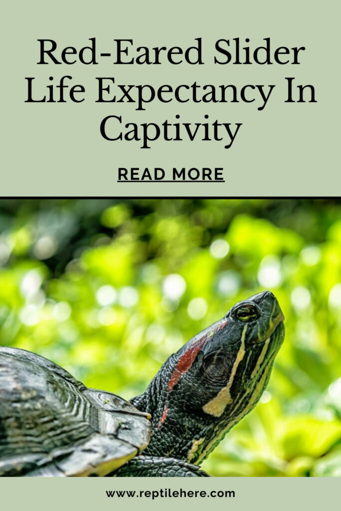 Red-Eared Slider Life Expectancy In Captivity