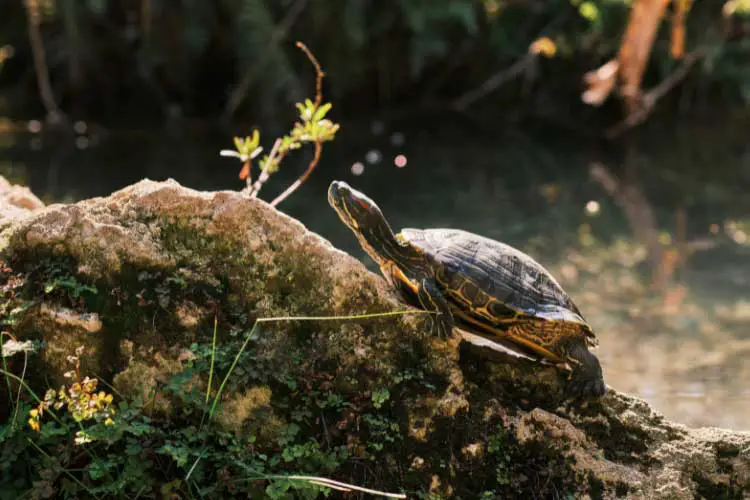 Red-Eared Slider Life Expectancy In Captivity