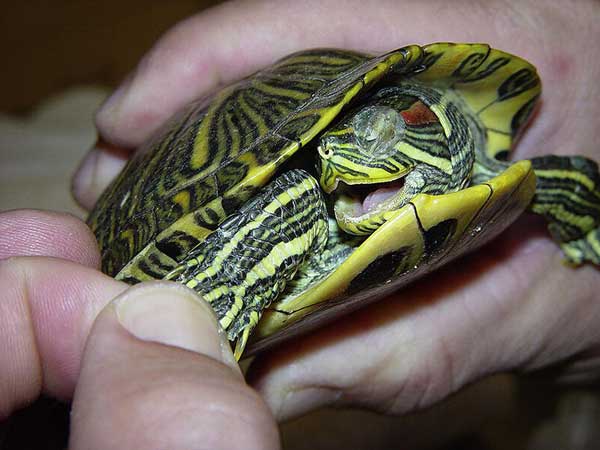 Red-Eared Slider Respiratory infections