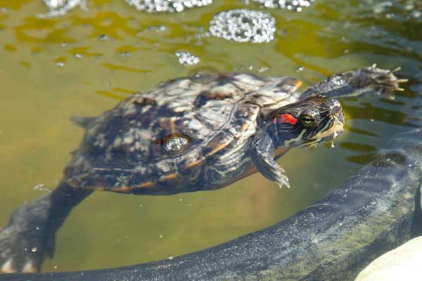 Red-Eared Slider Stress