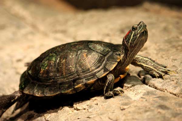 Red-Eared Slider Turtle Count the rings