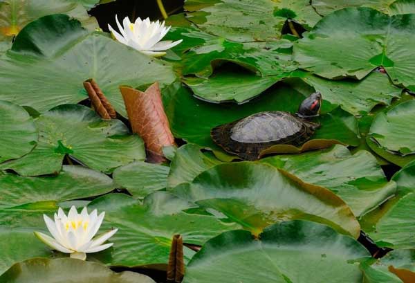 Red-Eared Slider Turtles Eat Aquatic plants