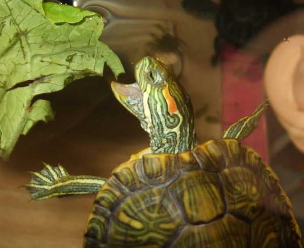 Red-Eared Slider Turtles Eat Leafy greens