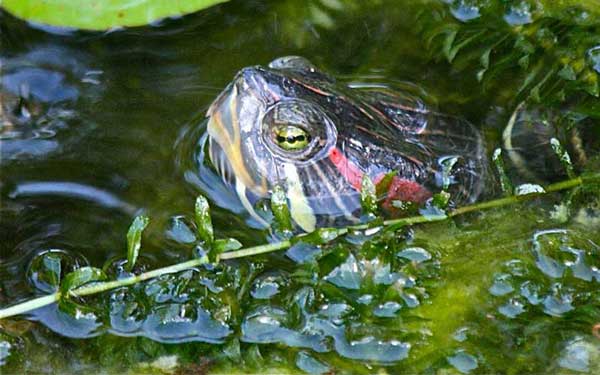 Red-Eared Slider Unbalanced diet