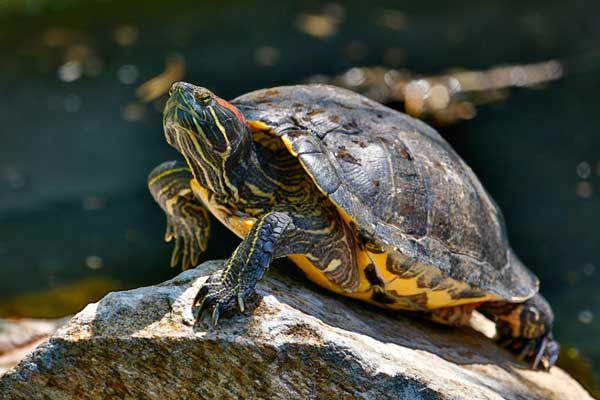 Red-Eared Slider one of the most invasive species