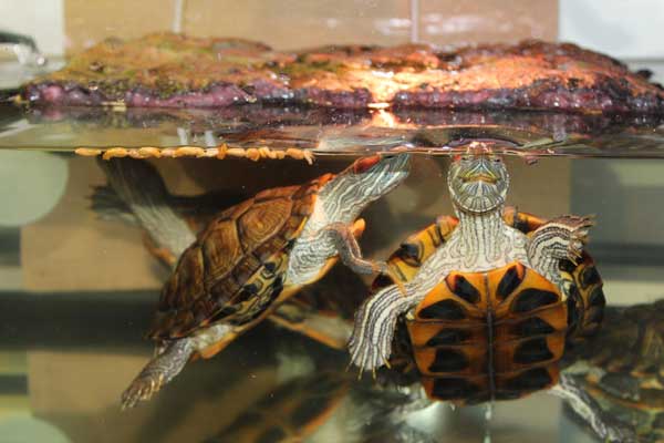 Red-Eared Slider sex is determined by incubation temperature