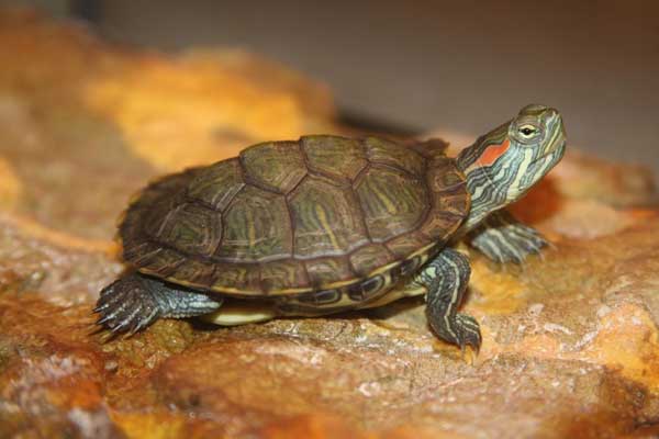 Red-Eared slider turtles live long