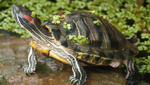 Red-eared Slider