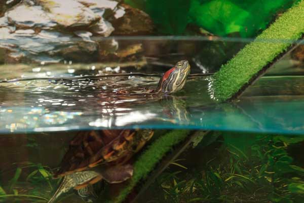 Red-eared Slider