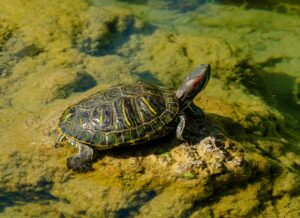 Red-eared Slider Life Expectancy In Captivity